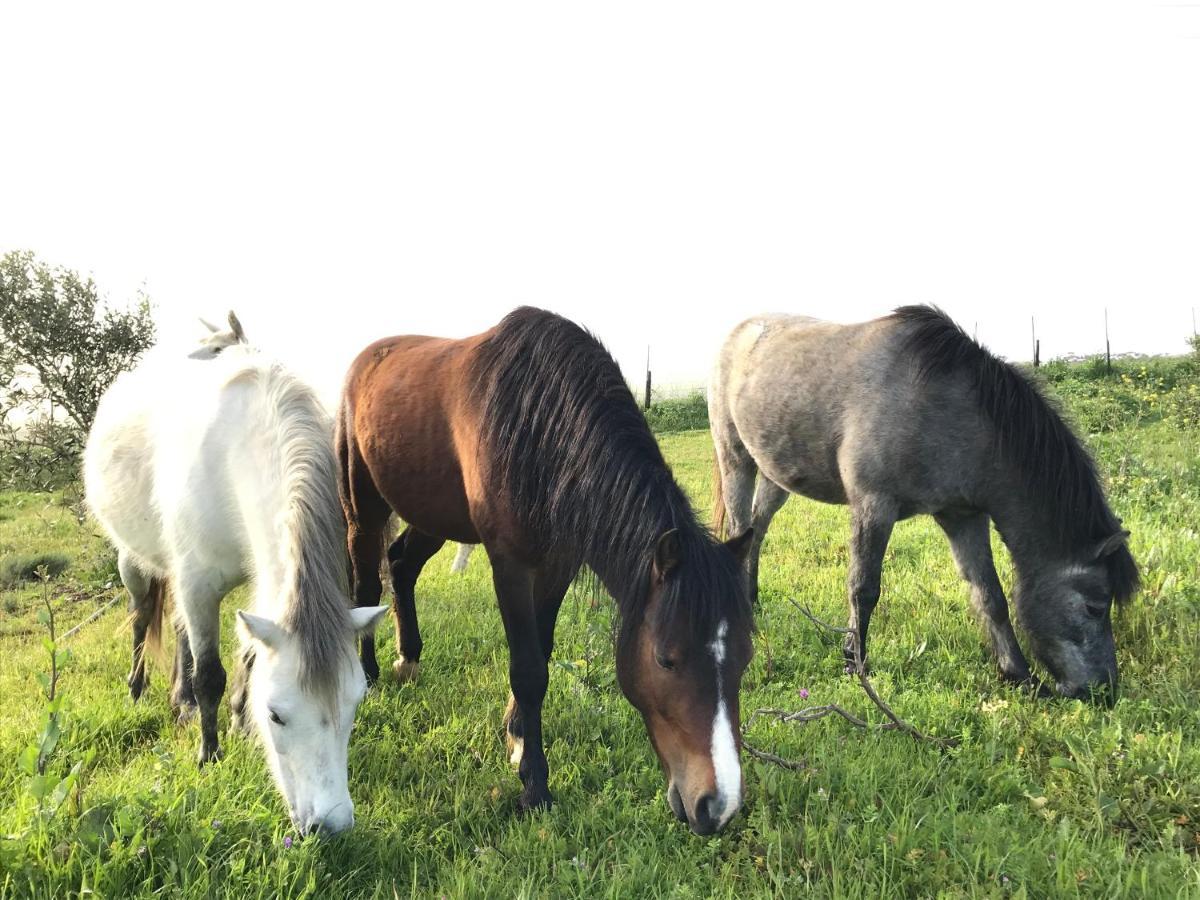 Villa Anna Beulah Farm Durbanville Esterno foto