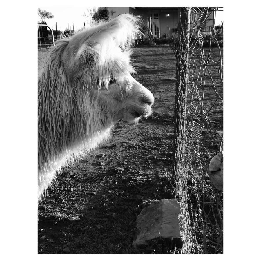 Villa Anna Beulah Farm Durbanville Esterno foto