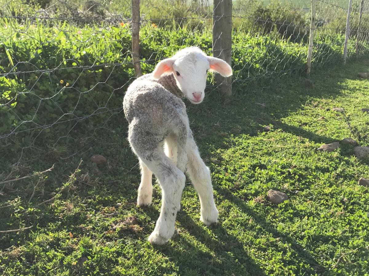 Villa Anna Beulah Farm Durbanville Esterno foto
