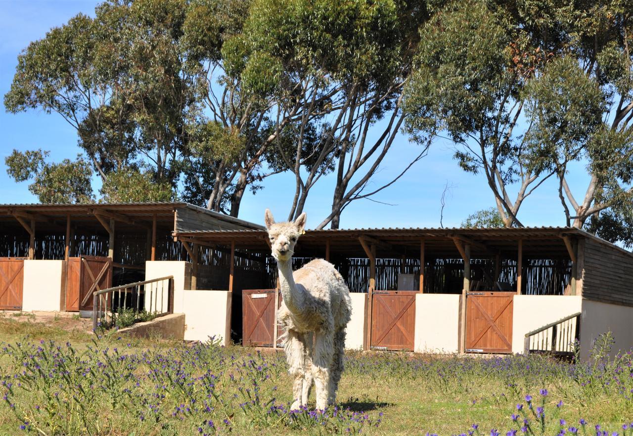 Villa Anna Beulah Farm Durbanville Esterno foto